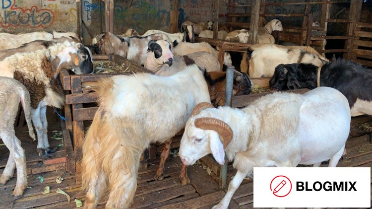 Pengawasan Hewan Kurban Jelang Iduladha Tak Boleh Longgar