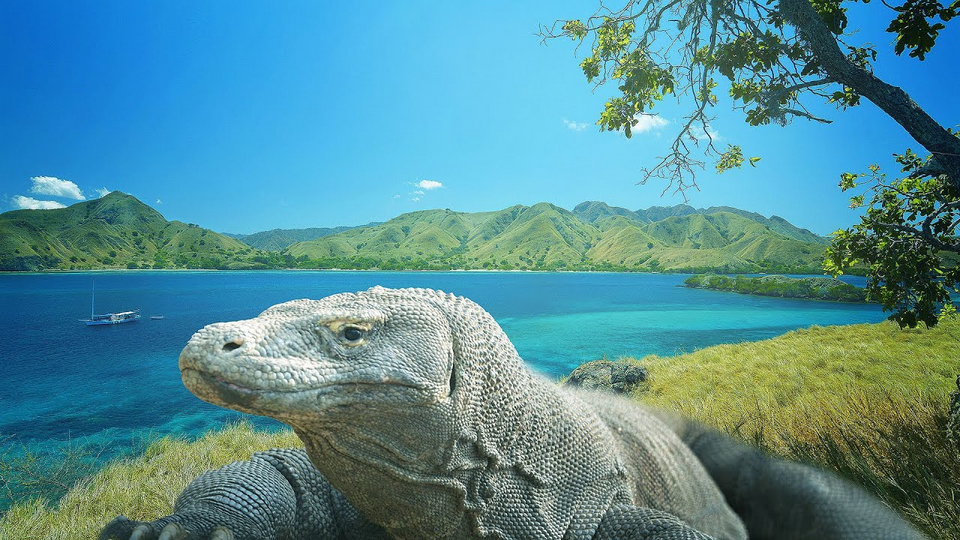 Keajaiban Tersembunyi Di Pulau Komodo: Lebih Dari Sekadar Reptil Purba