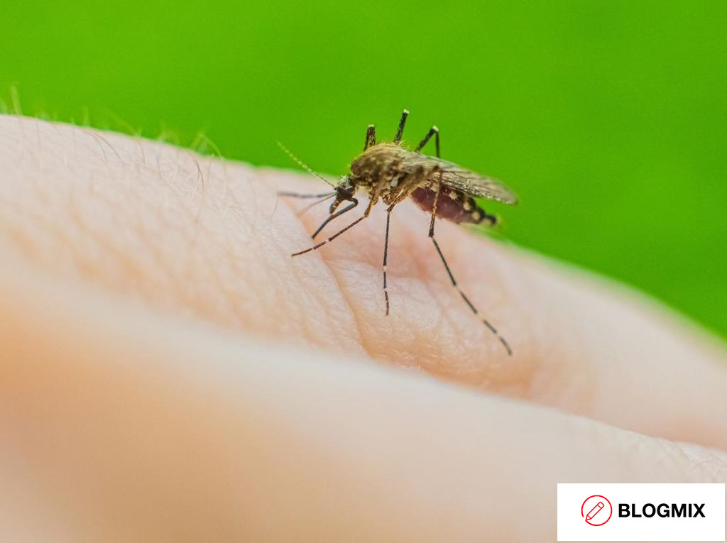 WHO Nyatakan Timor Leste Bebas Kasus Malaria