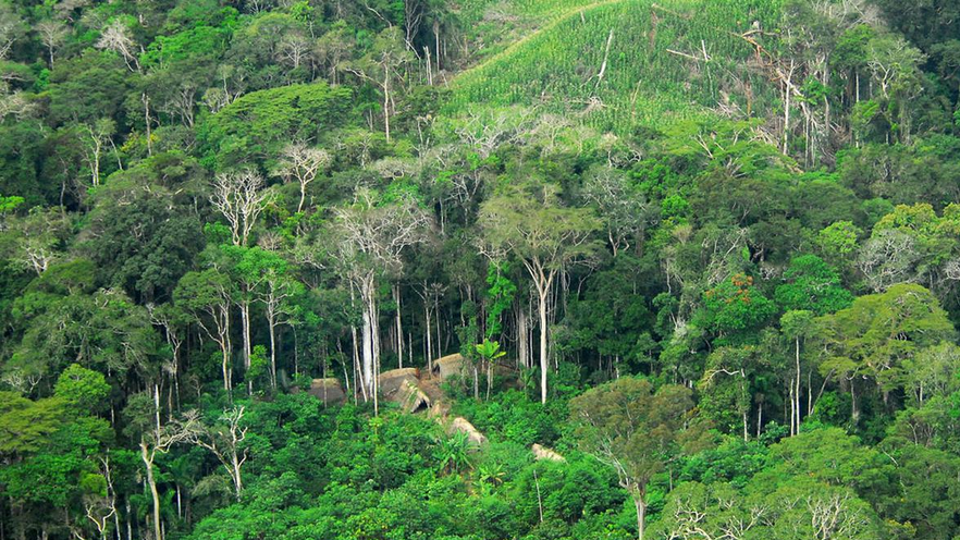 Ekowisata Di Hutan Amazon: Menjelajahi ParuParu Dunia